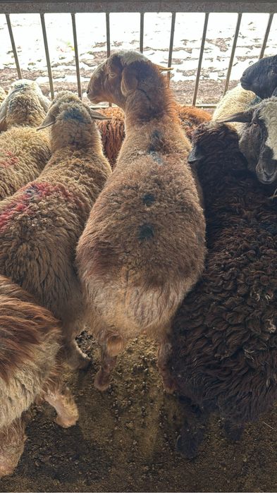 қой,тоқты,ешкі,сек,бараны