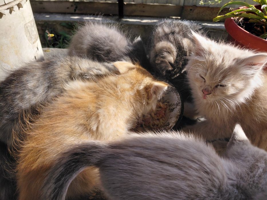 Отдам котят в хорошие руки