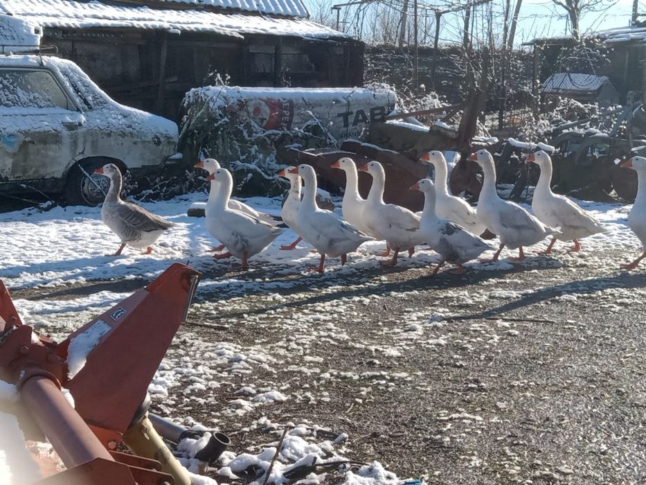 Vand Gâste si ratoi