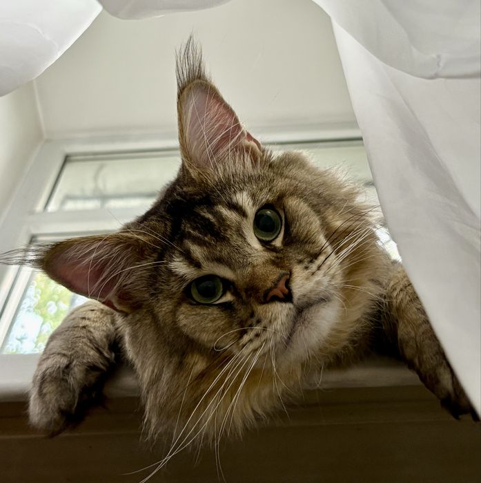 Вязка Мейн-Кун кот