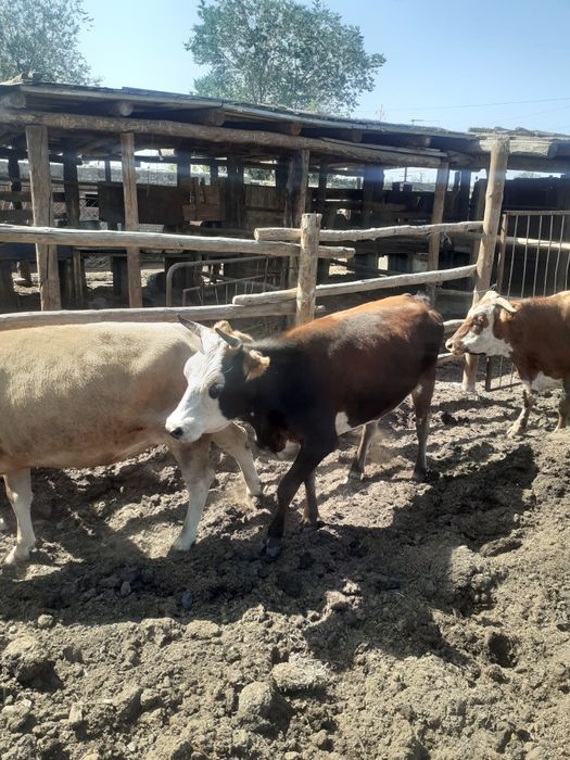 Сиырлар сатылады