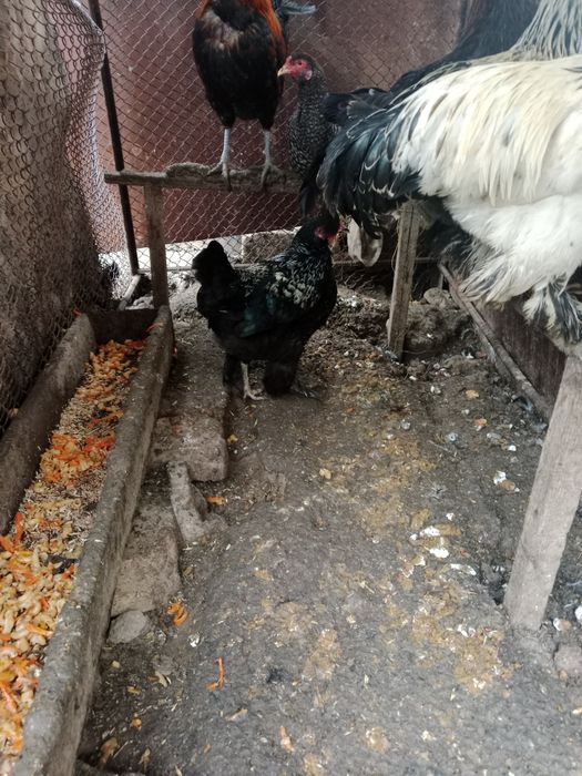 Brama hurozlari sotiladi