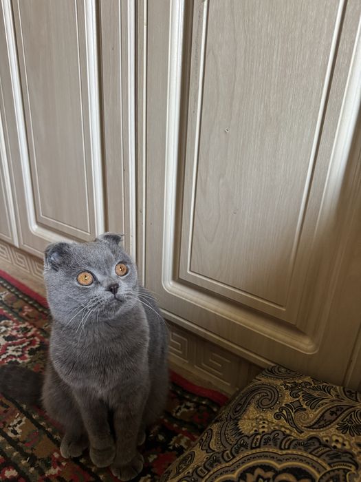 Вислоухие британсские короткошерстные
