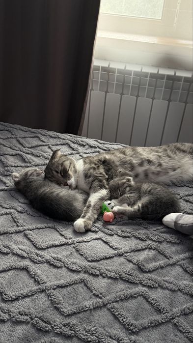Вислоухие котята