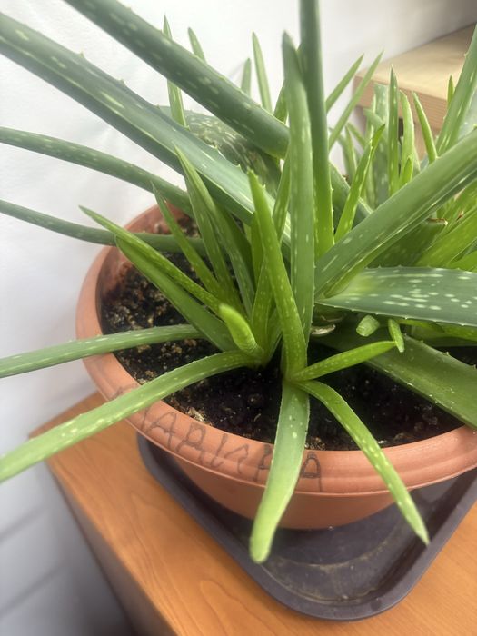 Продам цветы комнатные