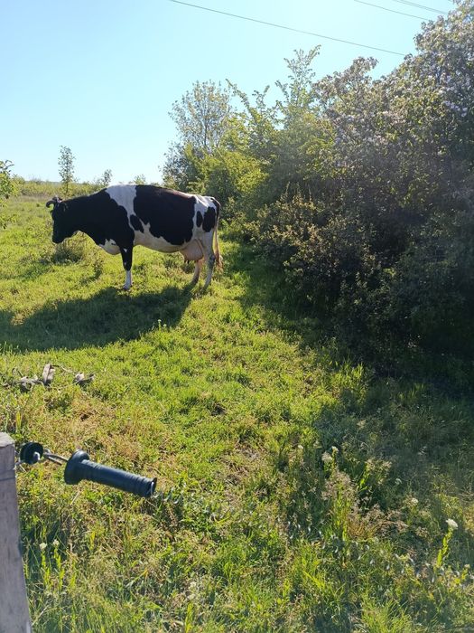 Vaca gestanta buna de lapte