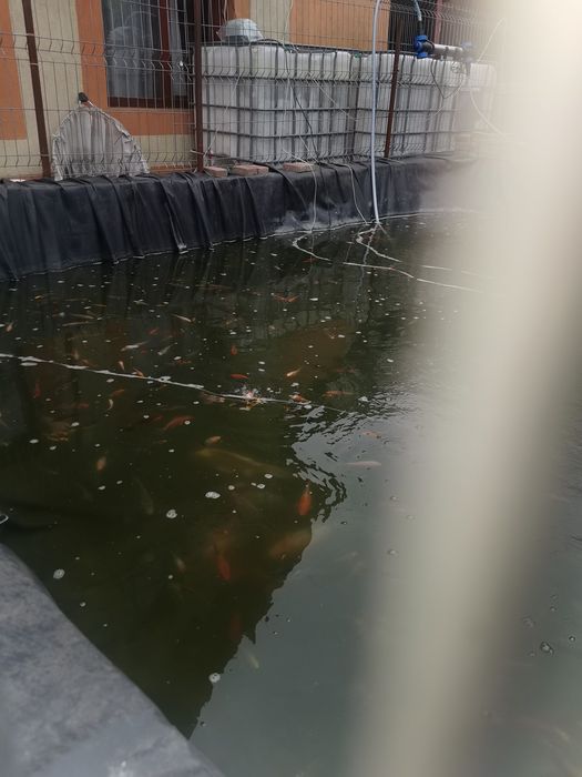 Crapi Koi . Barna • OLX.ro