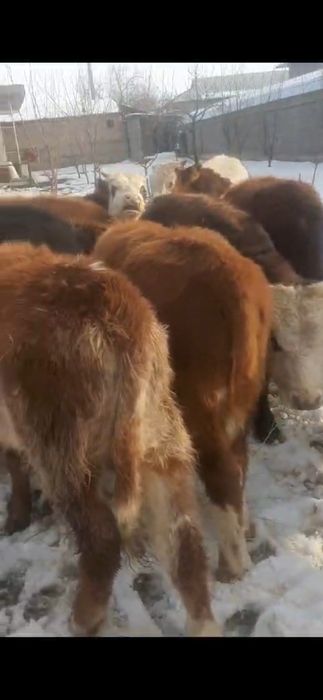 225 мыңнан патсостар