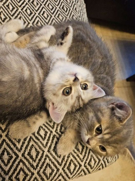 Шотландский котята