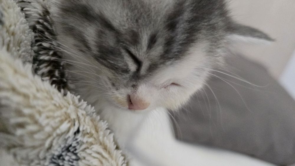 Продаю котенка. Город Алматы