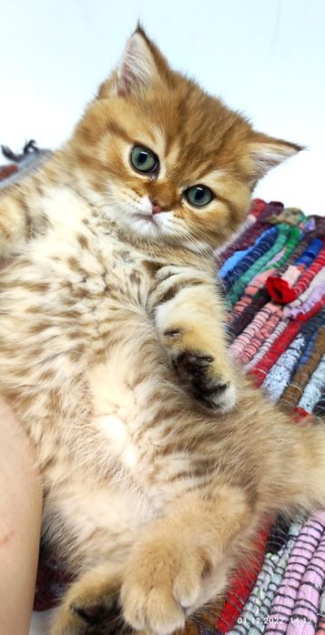 Котята британские шиншиллы