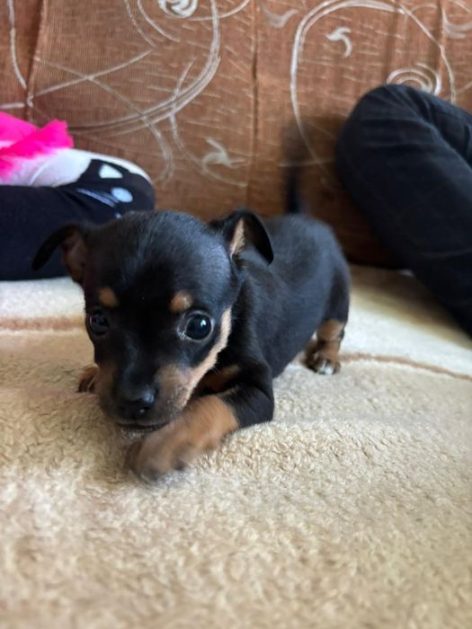 Продам щенят той терьерчиков мини