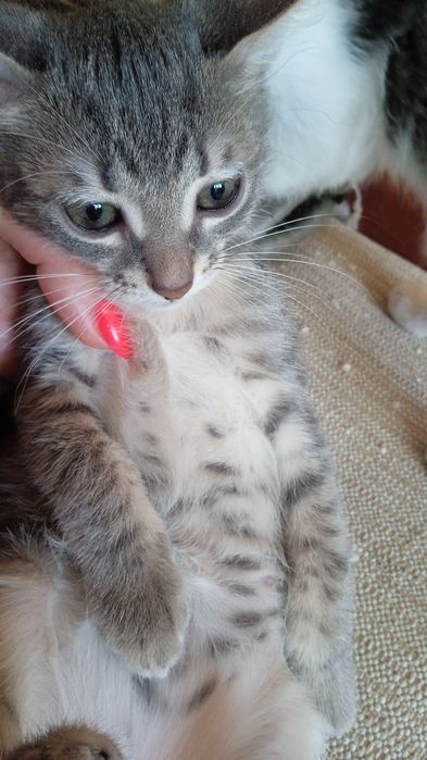 Отдам котят в добрые руки