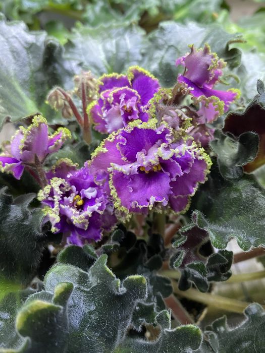 Фиалочки красивые,разные