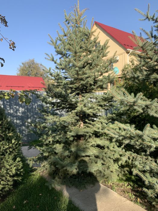 Продам елку 3х метровую