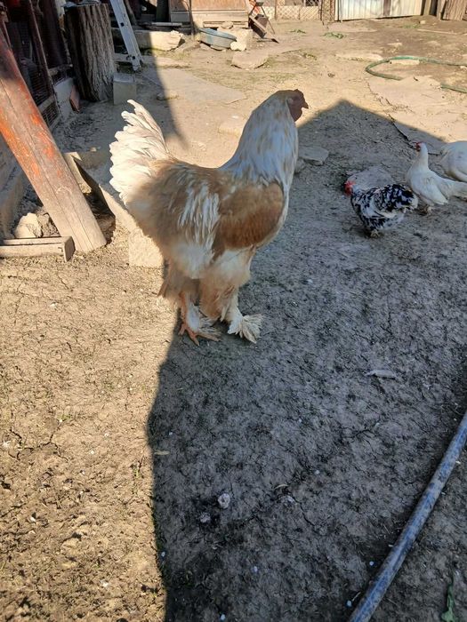 Vând cocoș rasa brahmalemon