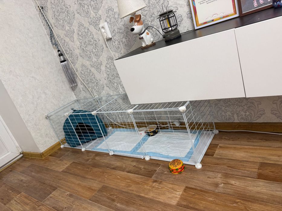 Девочка Той-терьер