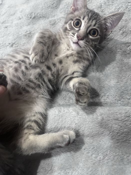 Отдам котят в добрые руки