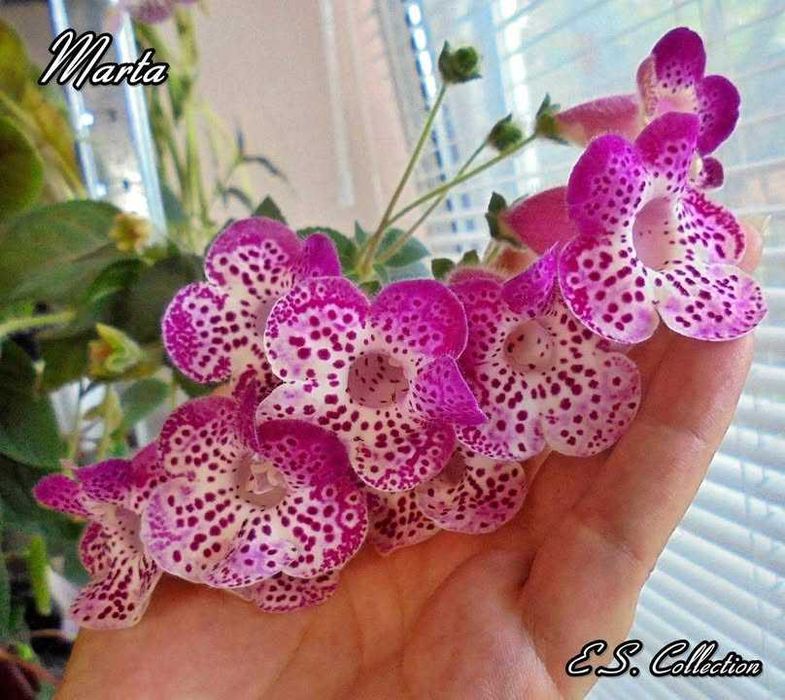 Различни цветя: сортови мушката, каланхоета и др.