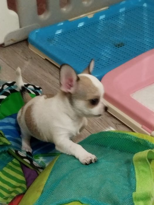 В продаже щенок Чихуахуа.