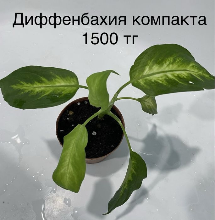 Комнатные растения