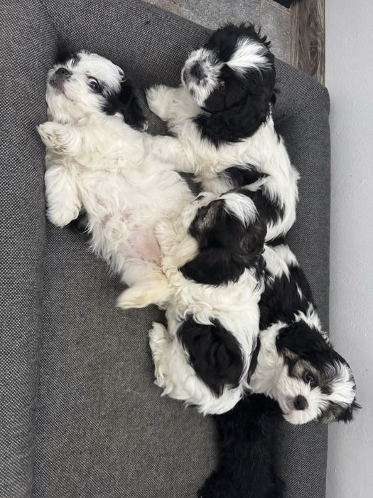 Ofer spre adoptie   pui Schitzu 9 saptamani!