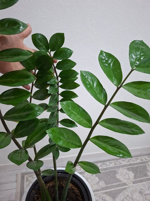 Цветы для дома или офиса