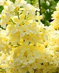 Кустарники всех видов