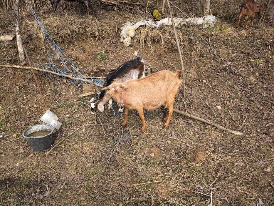 Capra 4 fătări blândă