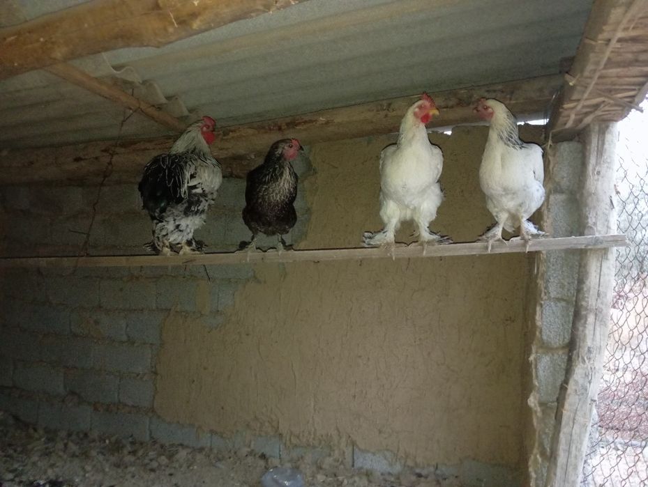 Тауық бар  тұқым 100% туып тұр