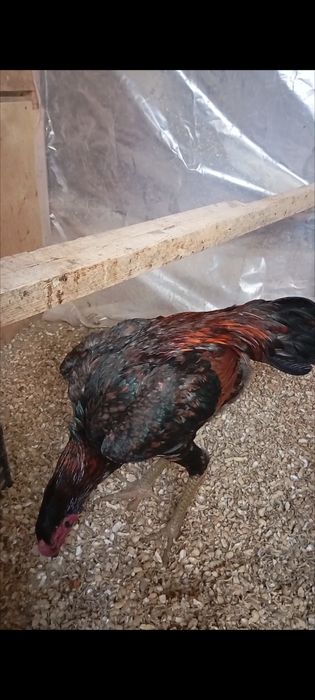 Тонка дакан тухумлари сотилади