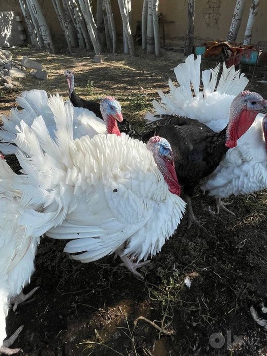 Big 6 Bronza Kurka joʻjalari