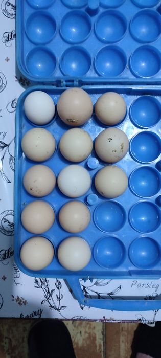 Брама тухум сотилади