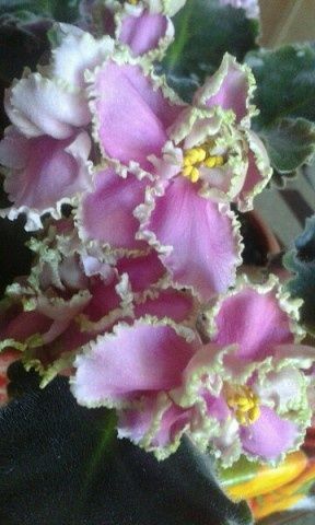 Продам Сортовые фиалки