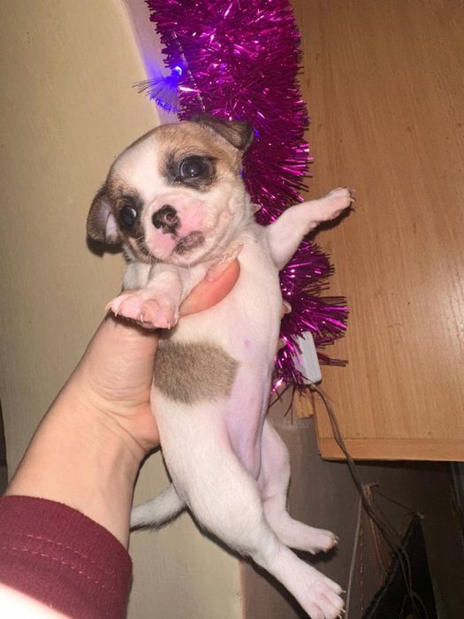 Щенки чихуахуа родились 25 ноября