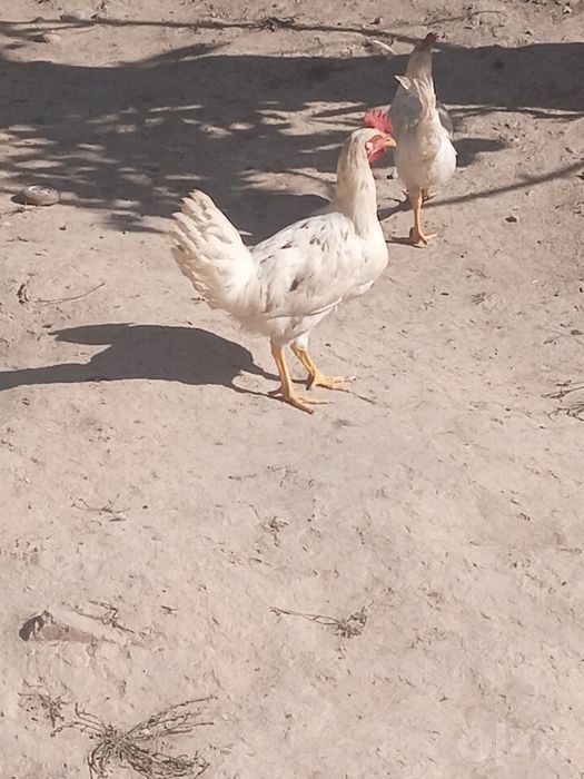Xoroz sotiladi kelishtirib beramiz