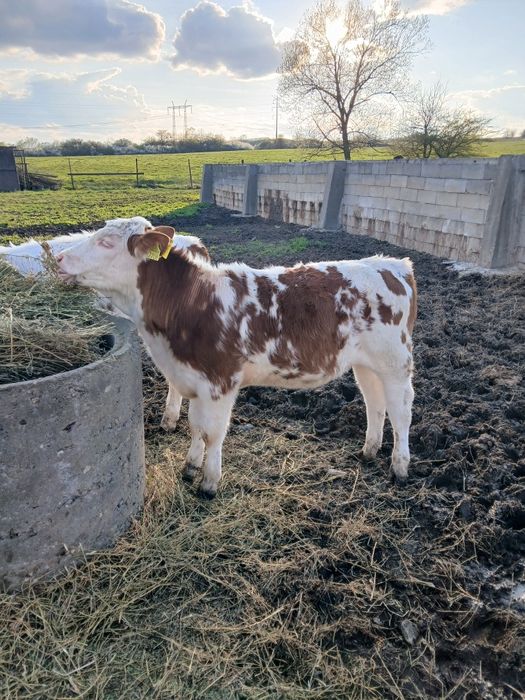 Vând 2 vitele de 4 luni