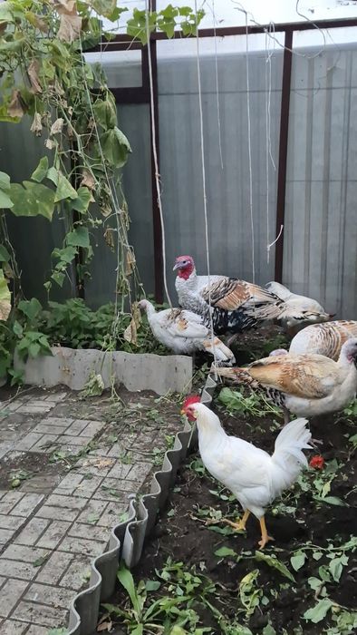 Продам индюка и индюшек .