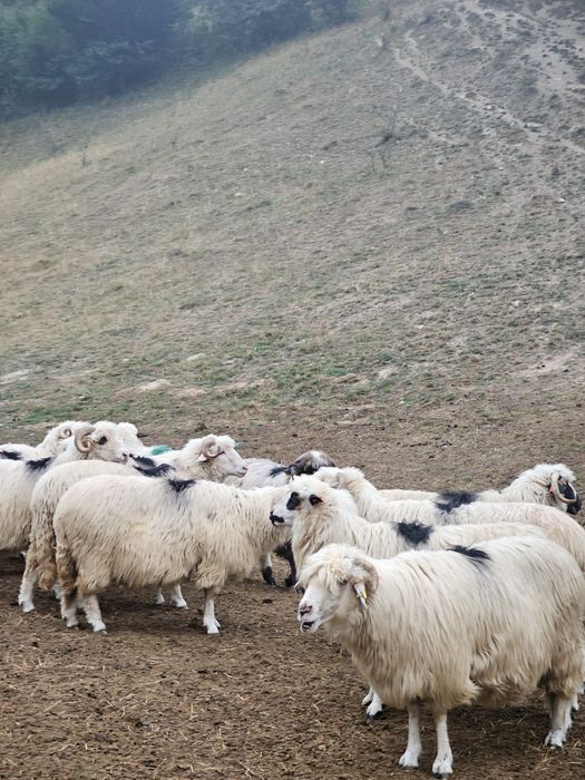 URGENT 20 oi de vânzare