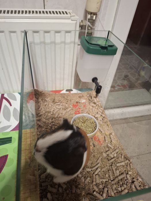 Vand porcusor de Guineea