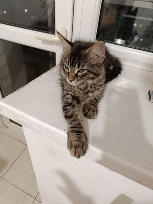 Продам котик мейнкунчик