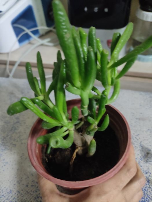 Крассула хоббит необычная форма листьев