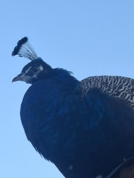 Paun de vanzare  de un an