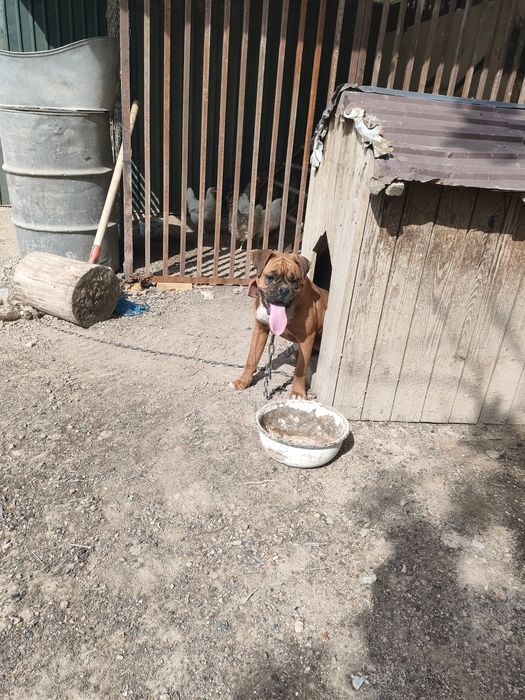 Боксер самка Продается