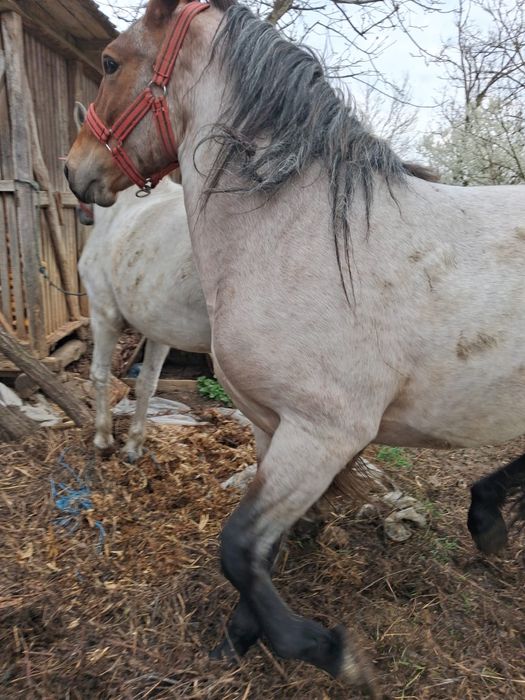 Vand cal tanar si sanatos