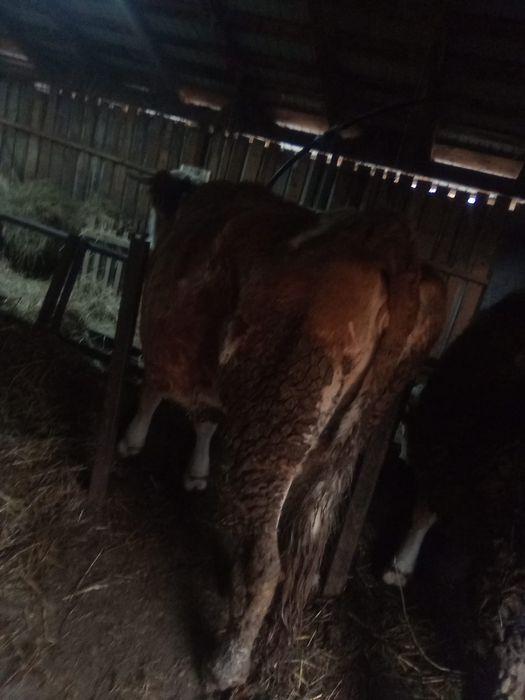 Vând vacă de abator.