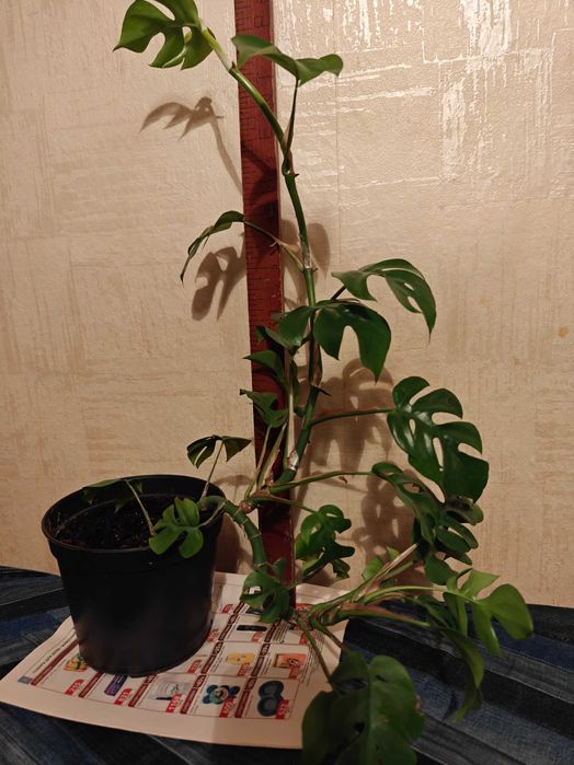 Монстера минима рафидофора. Комнатное растение.