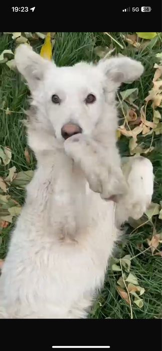 Собака собака собака