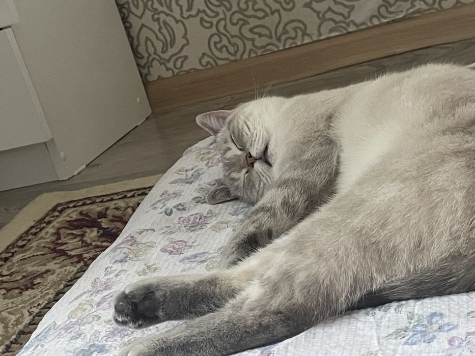 Отдам кошку в хорошие руки
