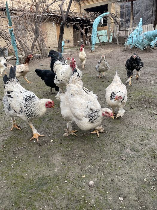 Tovuq Xorozla Sotiladi parodali